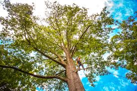 Best Pest Control for Lawns  in Massapequa Park, NY
