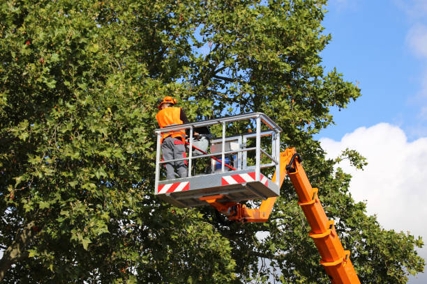 Leaf Removal in Massapequa Park, NY