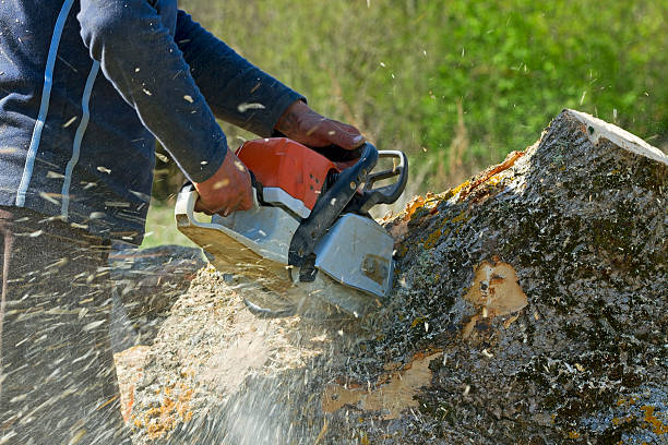 Best Seasonal Cleanup (Spring/Fall)  in Massapequa Park, NY